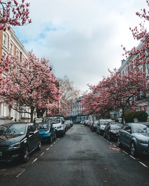 A residential street in Holland Park lined with parked cars on both sides, with a row of pink blossom trees in full bloom along the pavement. The cars, including a black hatchback, white van, and various sedans, are parked neatly within designated spaces, their surfaces reflecting the soft daylight. The trees' branches extend over the roadway, creating a canopy of vibrant pink flowers against a partly cloudy sky. The surrounding buildings are traditional terraced houses with brick facades and white window frames, adding to the classical London townscape. The scene appears quiet and well-maintained, highlighting the typical urban environment that may require periodic rubbish collection, such as bulk waste or garden refuse, with services facilitated through private waste management companies like Holland Park's local providers. This tranquil scene exemplifies an avenue where independent waste disposal options might be employed for on-site clearance or scheduled rubbish removal, consistent with borough guidelines for bulky waste pickup and community cleanliness efforts.