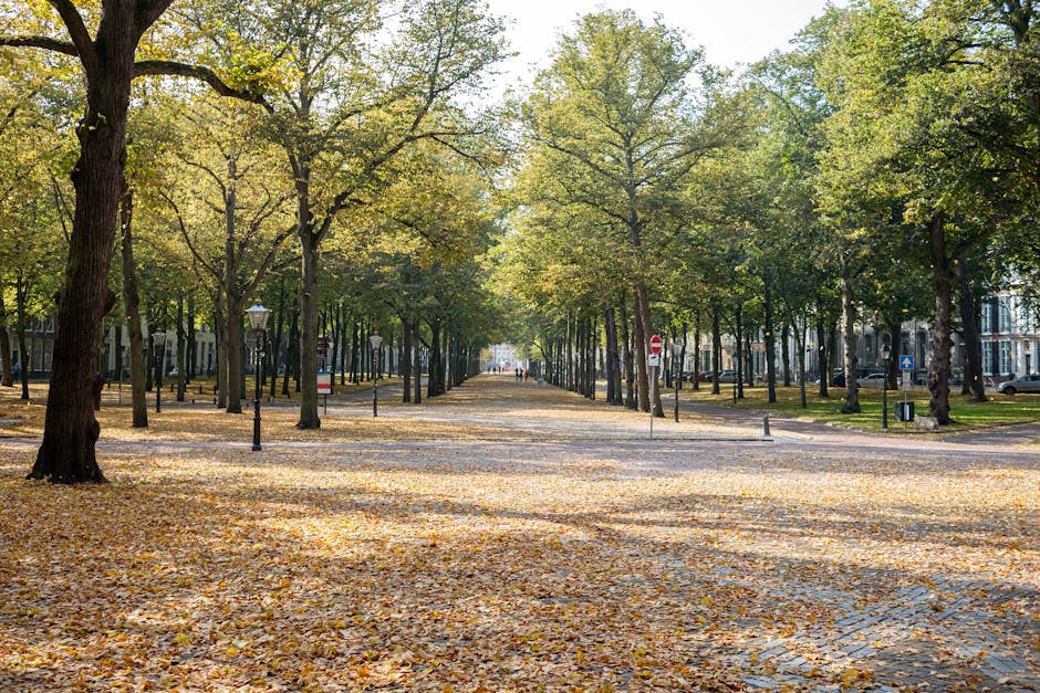 https://rubbishcollectionhollandpark.co.uk/blog/landlord-duties-for-rubbish-removal-in-holland-park/